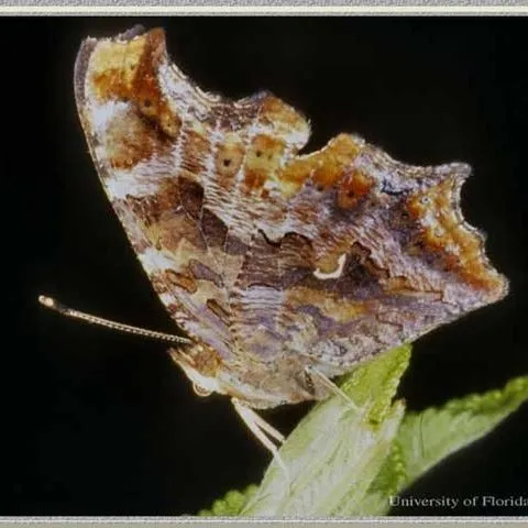 thumbnail for publication: Eastern Comma, Hop Merchant, Comma Anglewing, Polygonia comma (Harris) (Insecta: Lepidoptera: Nymphalidae: Nymphalinae)